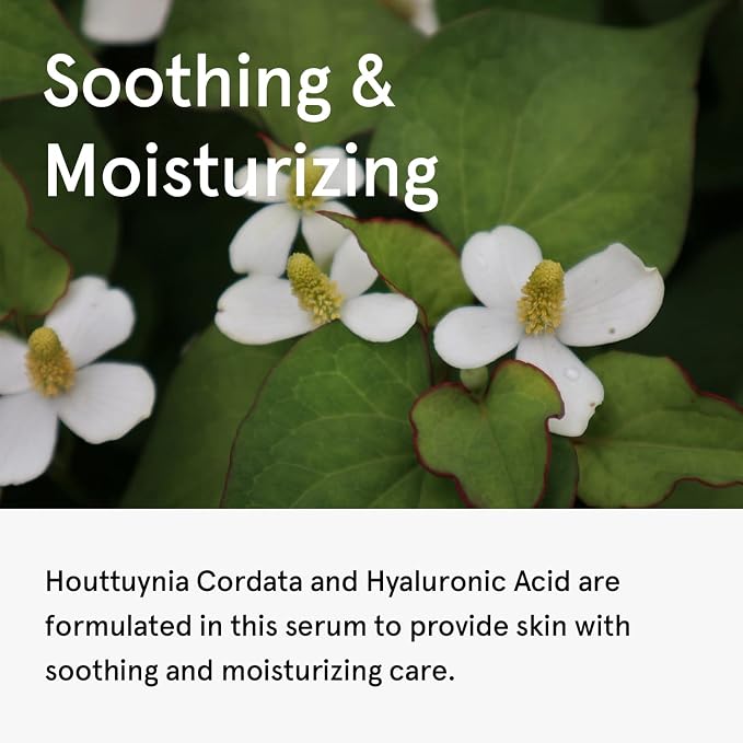 Houttuynia Cordata